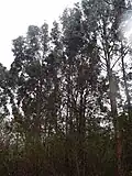 Eucalyptus glaucescens 'Mont Kosciuszho' au jardin jungle