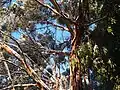 Eucalyptus glaucescens en hiver au jardin jungle