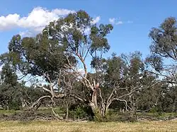 Allure générale (Stearn Plains, Riverina).