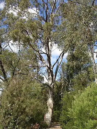 Description de l'image Eucalyptus moluccana.jpg.