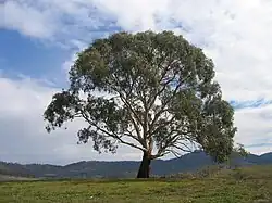 Eucalyptus.