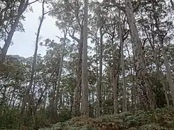 Forêt d' Eucalyptus tasmaniensis en Tasmanie
