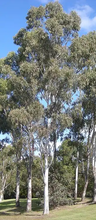 Description de l'image Eucalyptus terticornis trees.jpg.