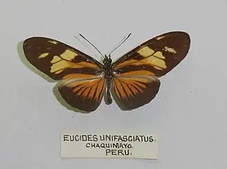 Eueides vibilia