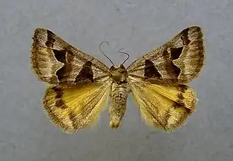 Euclidia triquetra