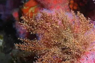 Eudendrium californicum (Eudendriidae)