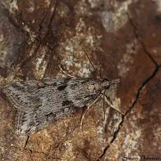 Description de cette image, également commentée ci-après