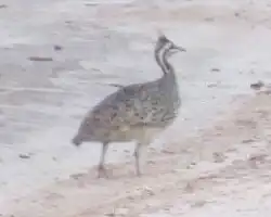 Description de l'image Eudromia formosa (cropped).jpg.