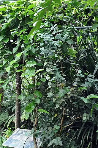 Description de l'image Eugenia gryposperma tree.jpg.