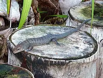 Description de l'image Eugongylus albofasciolatus.jpg.