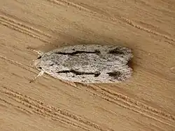 Eulechria encratodes