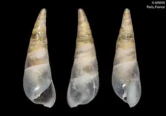 Description de l'image Eulitoma arcus (MNHN-IM-2000-5640).jpeg.