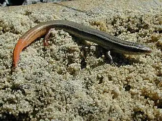 Description de l'image Eumeces egregius1.jpg.