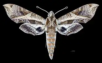 Eumorpha megaeacus