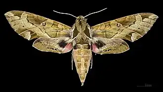 Eumorpha satellitia posticatus Femelle - face dorsale