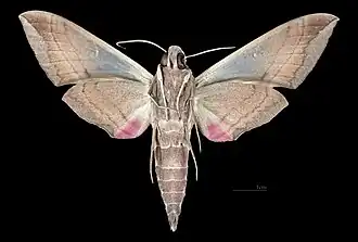 Revers du mâle (coll.MHNT)