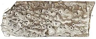 Description de l'image Eunapius carteri balatonensis.jpg.