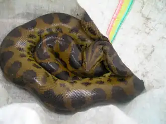 Description de l'image Eunectes deschauenseei.png.