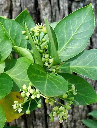 Description de l'image Euonymus_fortunei_5422029.jpg.
