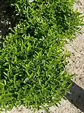 Euonymus japonicus 'Microphyllus', cultivé en remplacement des bordures de buis ravagées par la Pyrale du buis