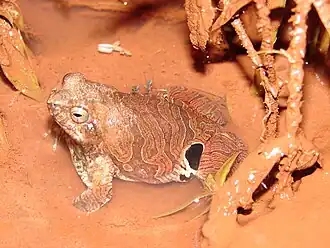 Description de l'image Eupemphix nattereri01a.jpg.