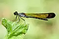 Euphaea masoni (femelle) (euphaeidae)