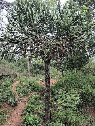 Description de cette image, également commentée ci-après