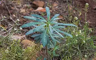 Feuilles de l'Euphorbe characias dans la Forêt domaniale de Sète.