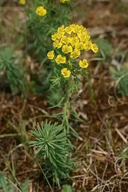 Euphorbe petit cyprès