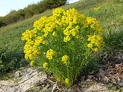 Euphorbe petit-cyprès.