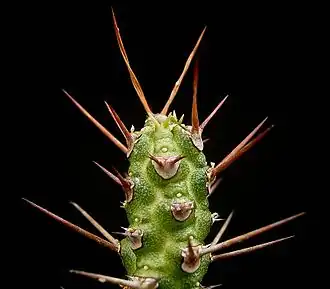 Euphorbia ellenbeckii&nbsp;(de).