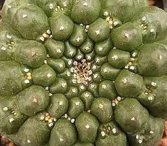 Euphorbia gymnocalycioides&nbsp;(es).