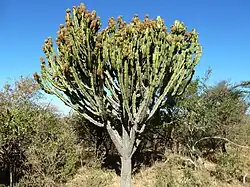Euphorbia ingens&nbsp;(en)