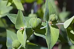 Fruit et fleurs d'euphorbe épurge