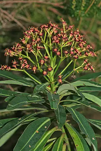 Description de l'image Euphorbia mellifera k1.jpg.
