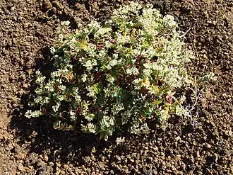 Description de l'image Euphorbia origanoides.jpg.