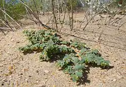 Euphorbia peplis