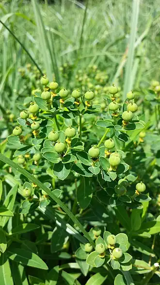 Description de l'image Euphorbia villosa sl1.jpg.