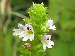 Euphrasia maximowiczii (Japon).