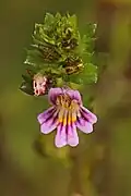 Euphrasia micrantha (Danemark).