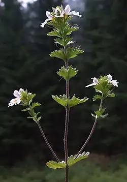 Euphrasia tatrae (Tatras, Pologne).