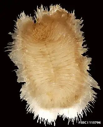 Euphrosine triloba, un Euphrosinidae.