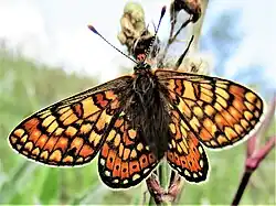 Damier de la succise.