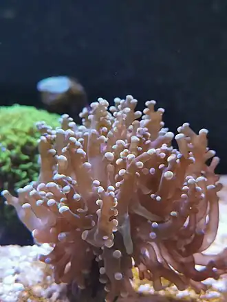 Description de l'image Euphyllia yaeyamaensis.jpg.