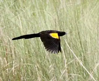 Description de l'image Euplectes hartlaubi, Cuito-rivier, Birding Weto, a.jpg.