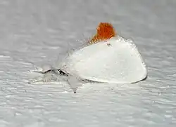 Bombyx cul brun - femelle