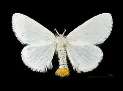 ♀ Les Mathes - (coll.MHNT)