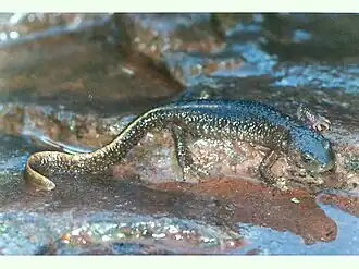 l'Euprocte des Pyrénées