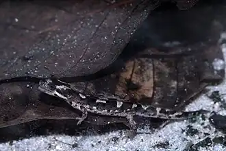 Description de l'image Euproctus platycephalus03.jpg.