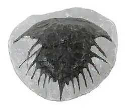 Euproops anthrax (Euproopidae)